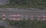 Lesser flamingo, Lake Nduto, very close to our camp